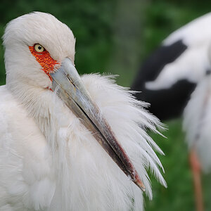 Maguaristorch
Zoo Berlin