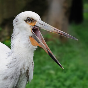 Maguaristorch
Zoo Berlin