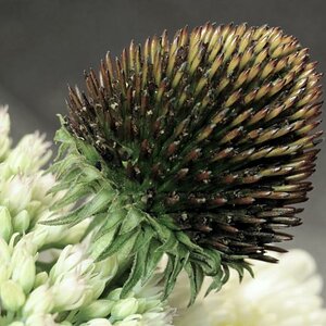Macro
