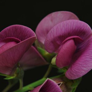 Macro