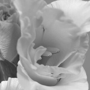 Macro