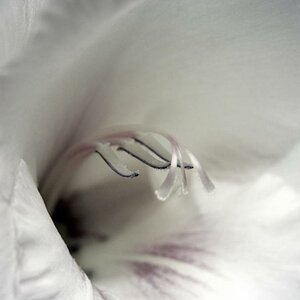 Macro