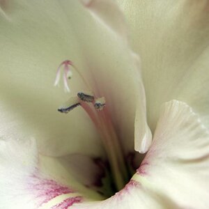 Macro