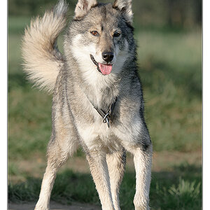 wolfshund
