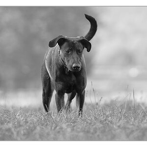 sw Hund