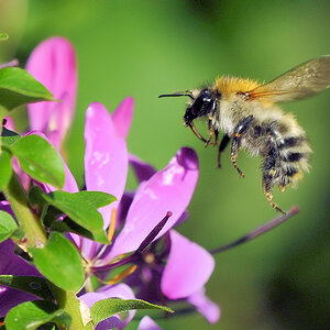 Hummel Anflug 2