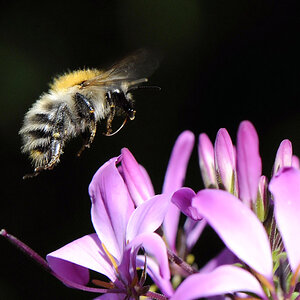 Hummel Anflug 4