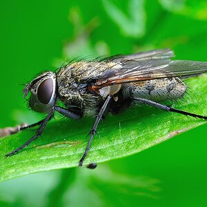 Fliege