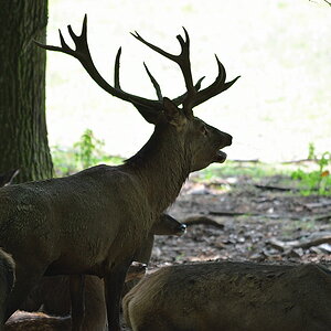 Hirsch03