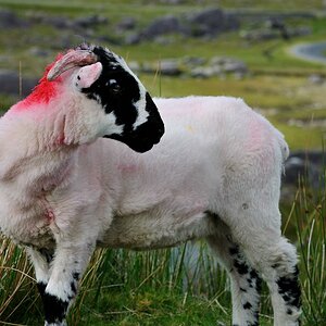 X 0088 Irland 2011 sheep