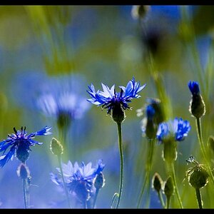 Kornblume 06.2011 (12)