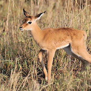 Impalababy.
Nennen wir es Bambi :-)
2281