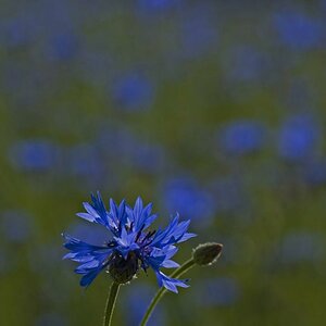 Kornblume 06.2011 (121)