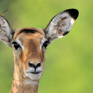 Impala in der Serengeti Seronera
4152