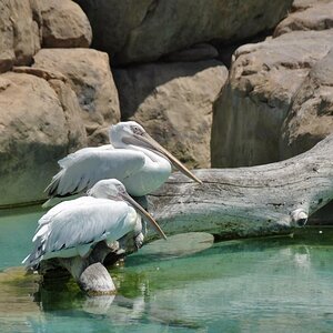 Albatroz