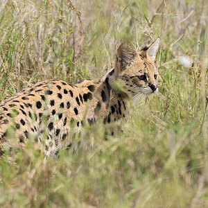 Serval Serengeti Seroner
4330