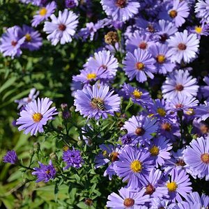 Bienen und Blumen (2)