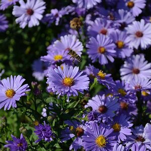 Bienen und Blumen (4)