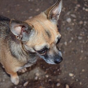 Hunde (2)