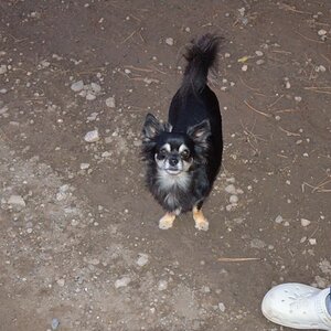 Hunde (1)
