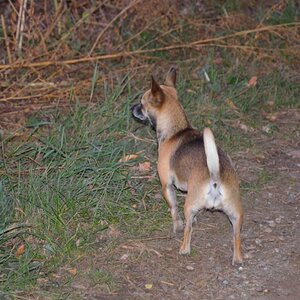 Hunde (3)