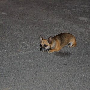 Hunde (4)