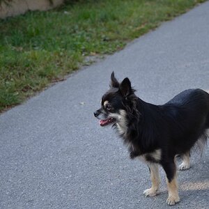 Hunde