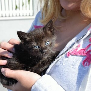 Katze (1)