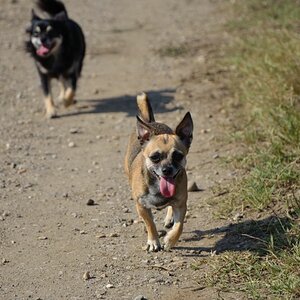 Hunde