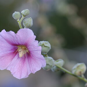 Bauernrose