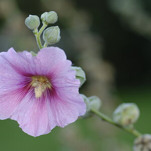 Bauernrose2