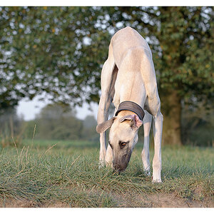 Windhund 1