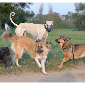 Windhund meets
