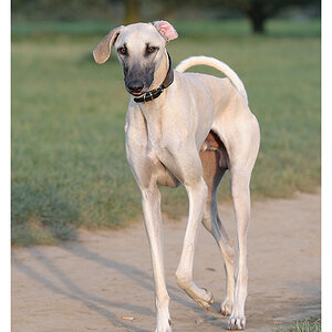 Windhund 2