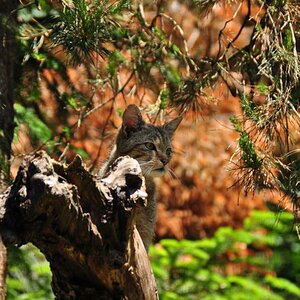 Wildkatze (Felis silvestris)