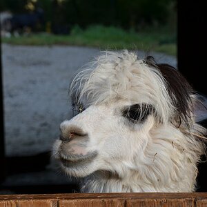 Lama