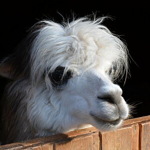 Lama