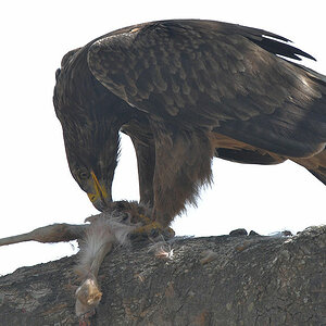 Raubadler (Tawny Eagle) mit Gazellenbaby
Seronera, Serengeti
4438