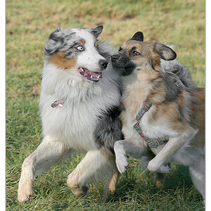 Bambi und Sheppard