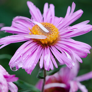 NIKON DSC 0631 NFF
