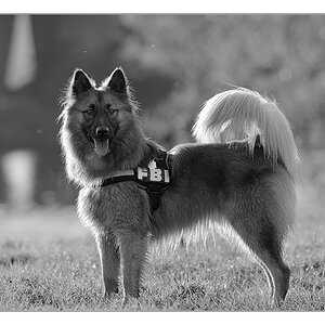 hund im gegenlicht sw
