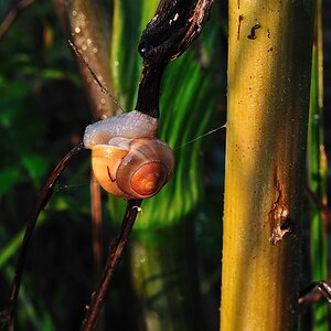 SchneckeimMorgenlicht