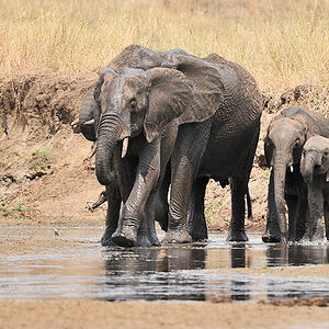 Elefanten planschen im Tarangire River 8984