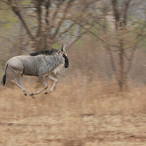fliegendes Gnu im Tarangire
9607