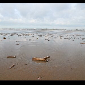 Muscheln am Strand