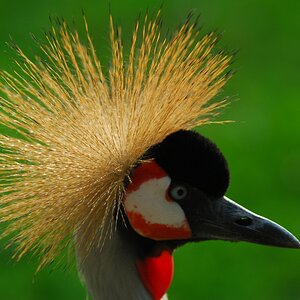 Vogel