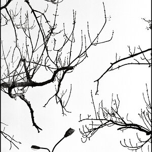 Muenchen Baum mit Lampe 1