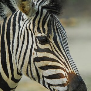 Zebra