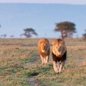 Masai Mara Löwen