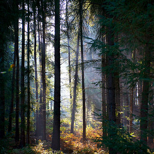 Wald www pswww
